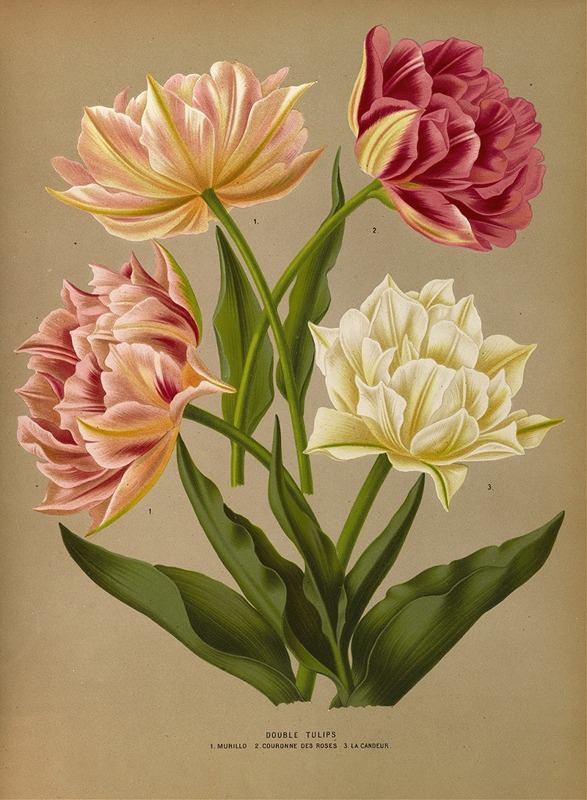 Arentina Hendrica Arendsen - Double Tulips 1.Murillo 2.Couronne Des Roses 3.La Candeur