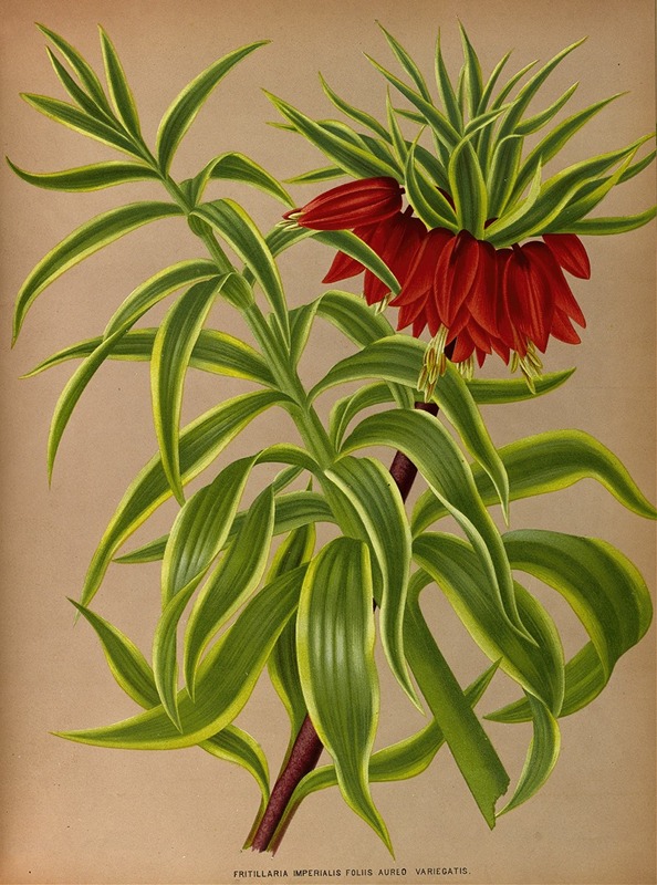 Arentina Hendrica Arendsen - Fritillaria Imperialis Foliis Aureo Variegatis.