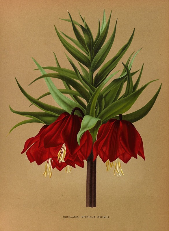 Arentina Hendrica Arendsen - Fritillaria Imperialis Maximus.