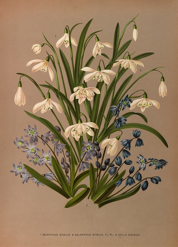 Arentina Hendrica Arendsen - Galanthus Nivalis  2 . Galanthus Nivalis Fl . Pl . 3. Scilla Sibirica