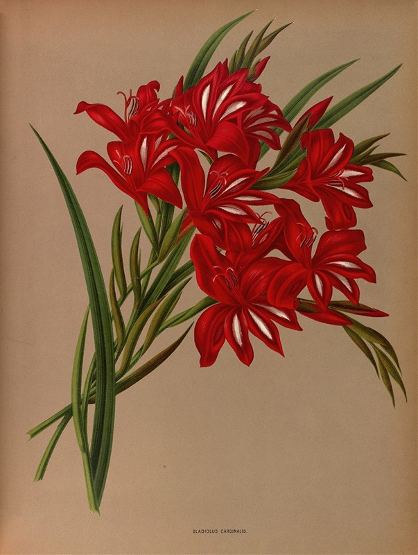 Arentina Hendrica Arendsen - Gladiolus Cardinalis.