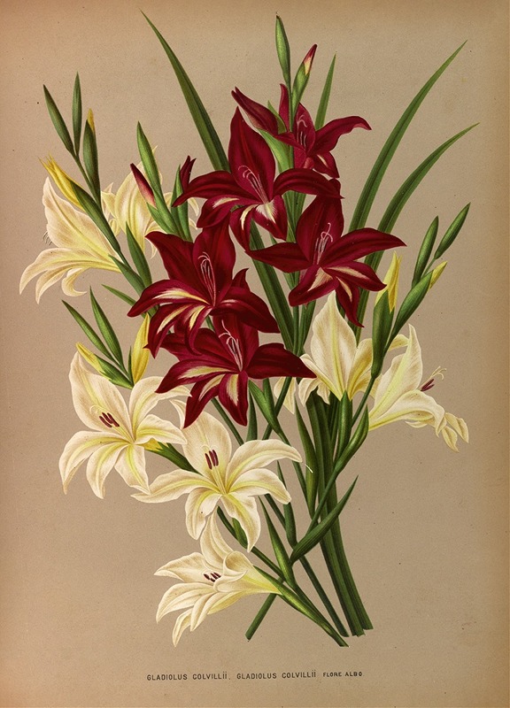 Arentina Hendrica Arendsen - Gladiolus Colvillii, Gladiolus Colvillii Flore Albo