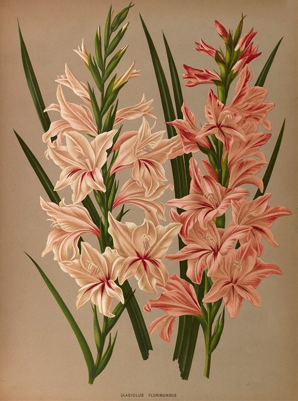 Arentina Hendrica Arendsen - Gladiolus Floribundus