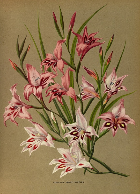 Arentina Hendrica Arendsen - Gladiolus, Dwarf Hybrids