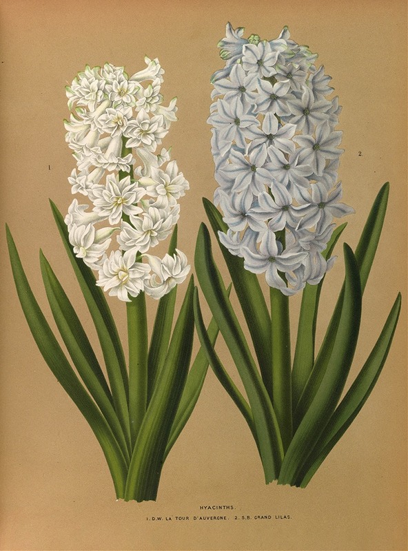 Arentina Hendrica Arendsen - Hyacinths 1.D.W. La Tour D’auvergne 2. S.B. Grand Lilas