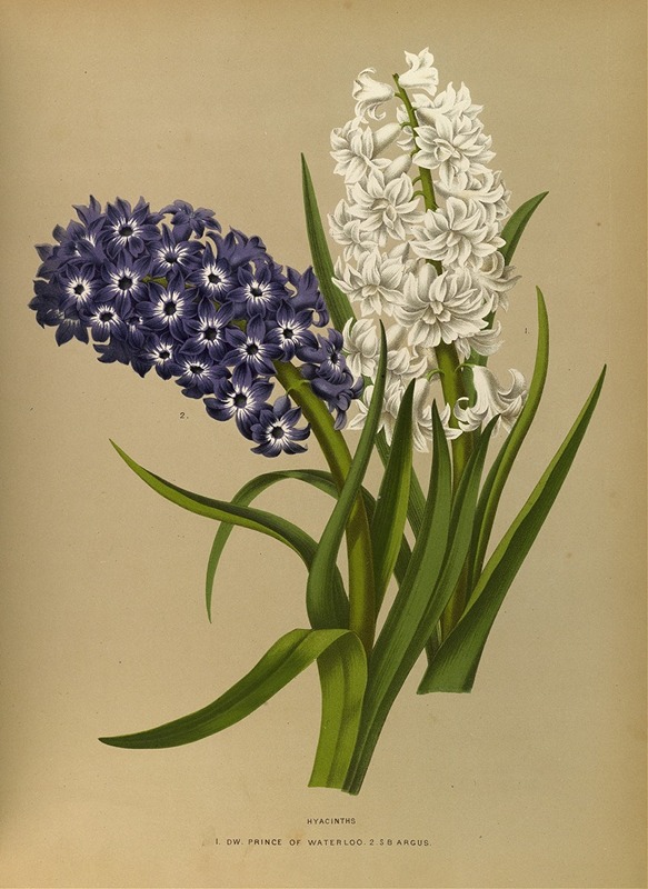 Arentina Hendrica Arendsen - Hyacinths 10