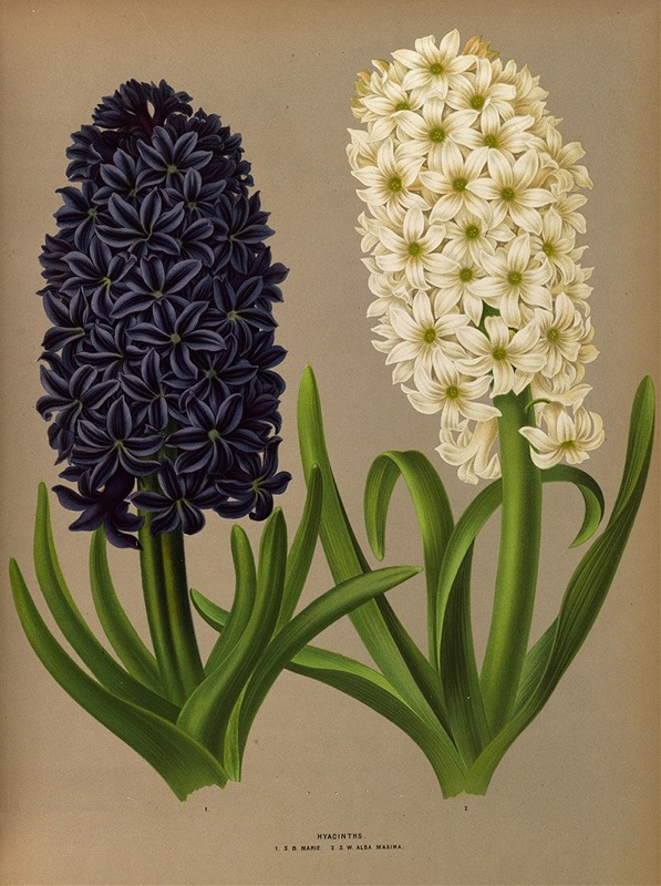 Arentina Hendrica Arendsen - Hyacinths 11