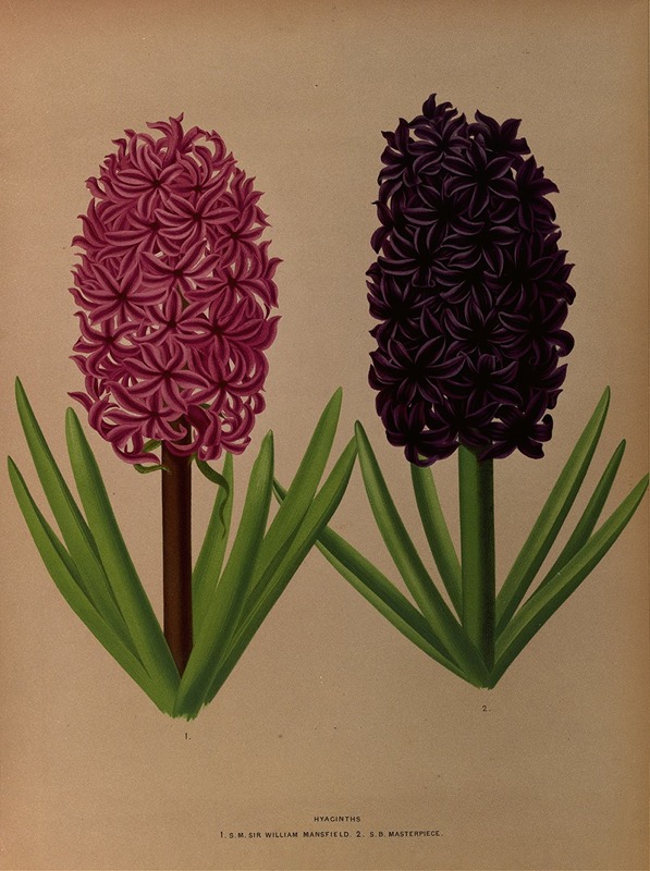 Arentina Hendrica Arendsen - Hyacinths 12