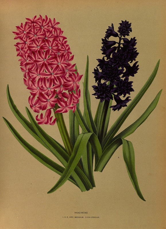 Arentina Hendrica Arendsen - Hyacinths 3