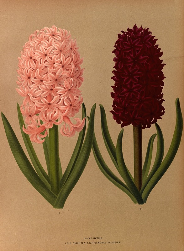 Arentina Hendrica Arendsen - Hyacinths 8