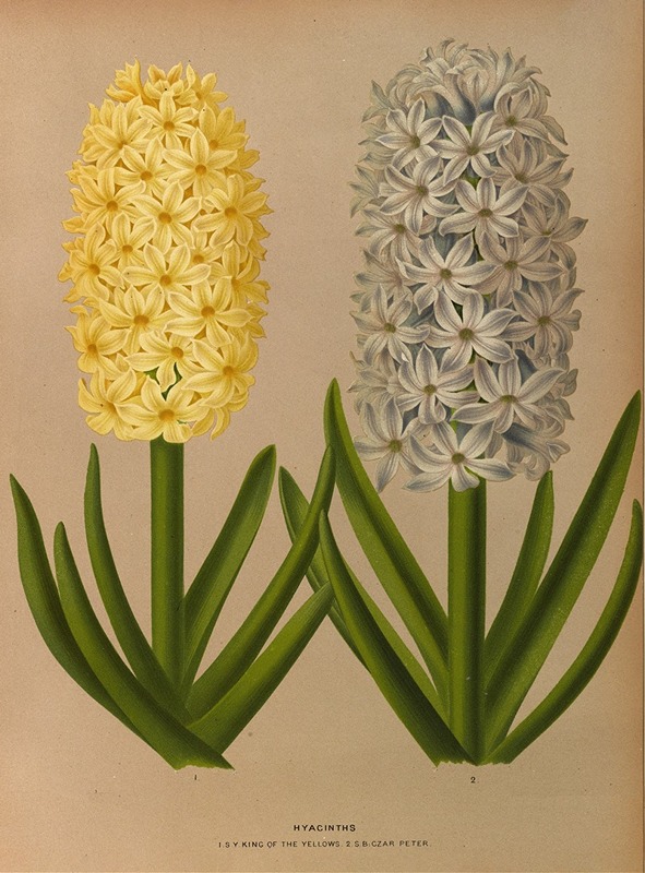 Arentina Hendrica Arendsen - Hyacinths 9