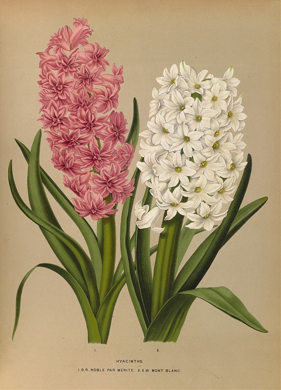 Arentina Hendrica Arendsen - Hyacinths.  D.R.Noble Par Merite. 2. Sw Mont Blanc