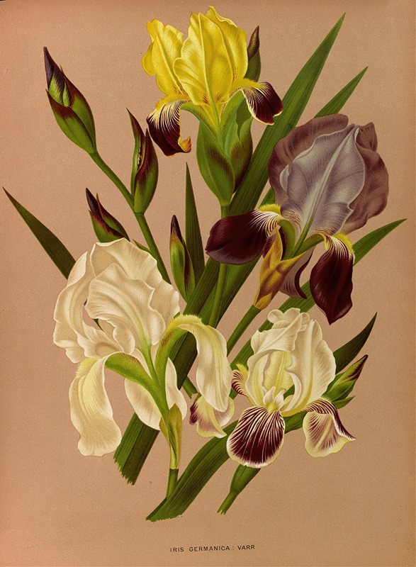 Arentina Hendrica Arendsen - Iris Germanica  Varr
