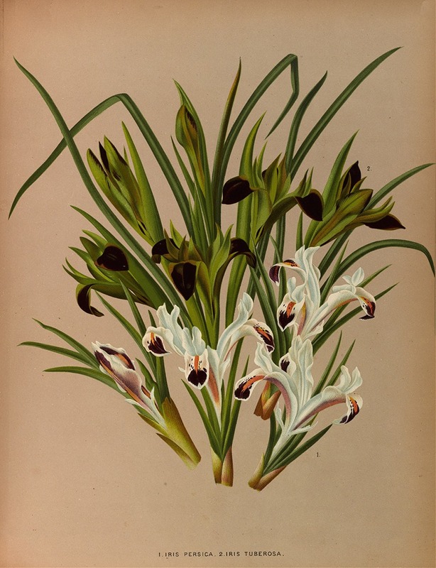 Arentina Hendrica Arendsen - Iris Persica. 2. Iris Tuberosa,