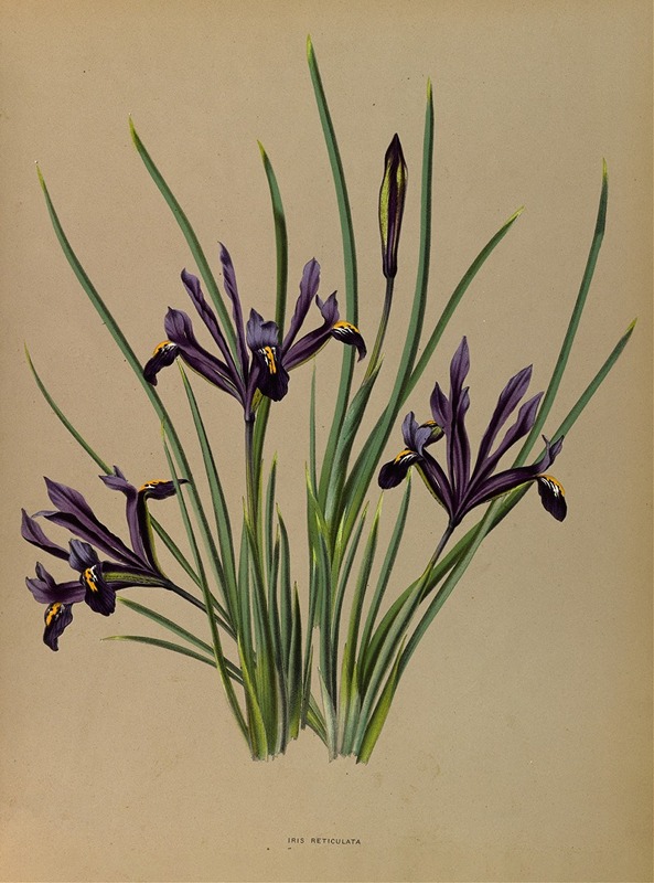 Arentina Hendrica Arendsen - Iris Reticulata