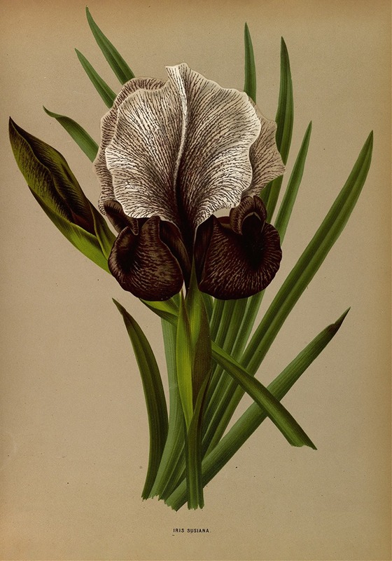 Arentina Hendrica Arendsen - Iris Susiana