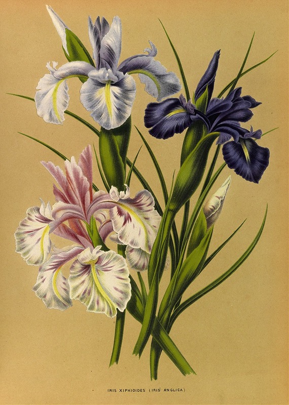 Arentina Hendrica Arendsen - Iris Xiphioides (Iris Anglica)