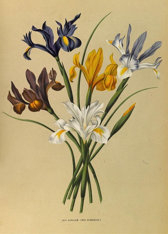 Arentina Hendrica Arendsen - Iris Xiphium (Iris Hispanica)