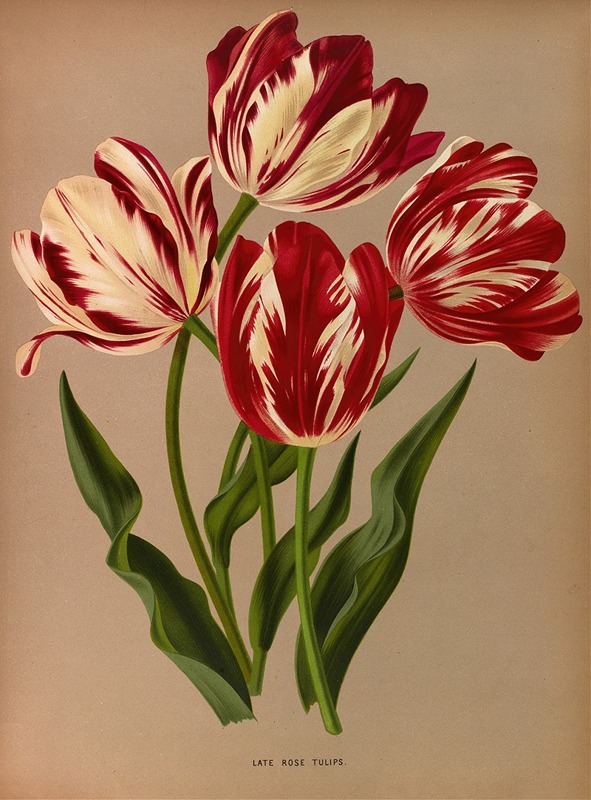 Arentina Hendrica Arendsen - Late Rose Tulips