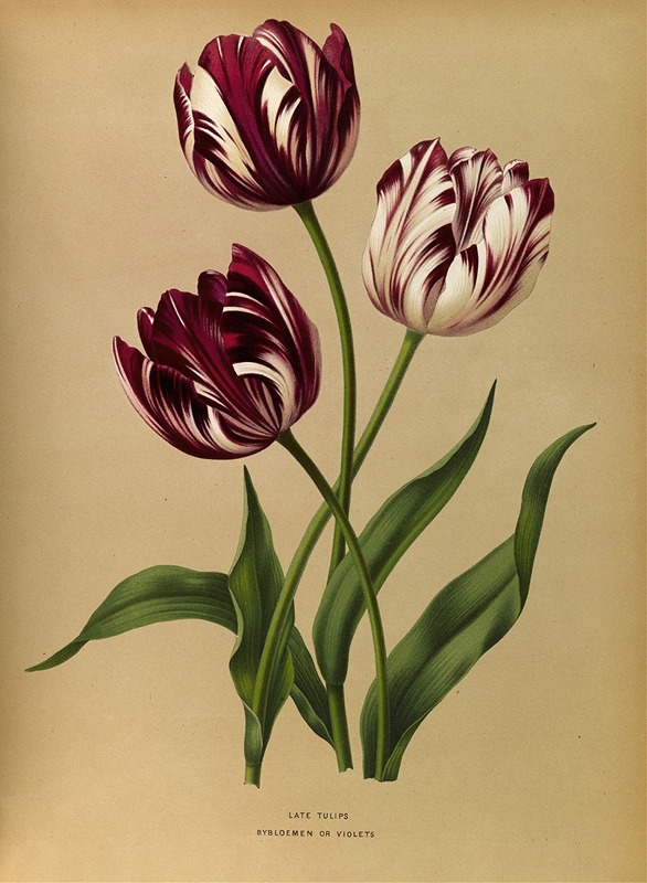 Arentina Hendrica Arendsen - Late Tulips