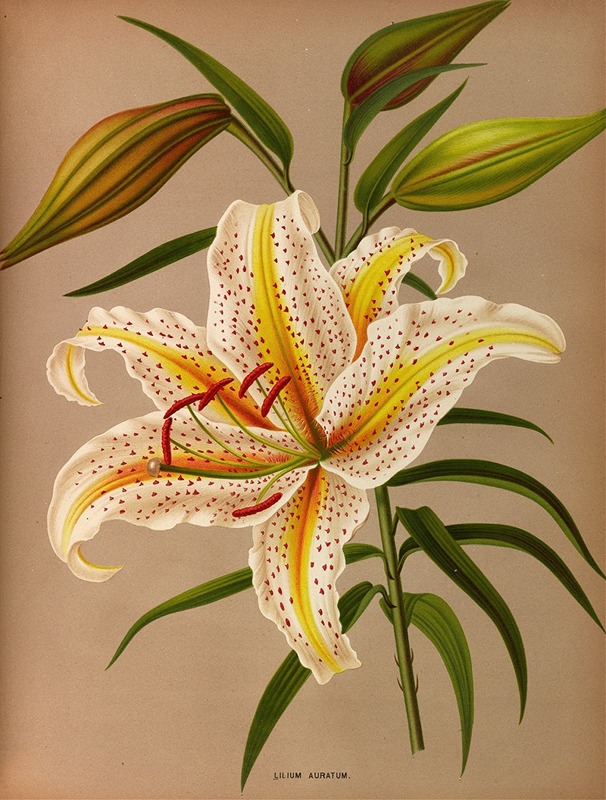 Arentina Hendrica Arendsen - Lilium Auratum