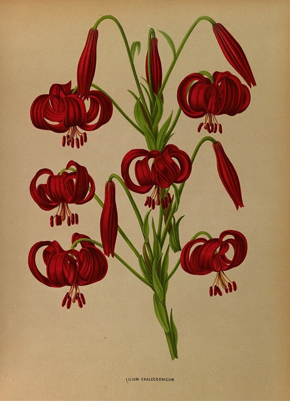 Arentina Hendrica Arendsen - Lilium Chalcedonicum