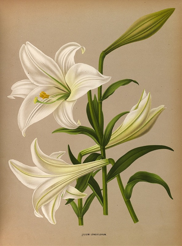 Arentina Hendrica Arendsen - Lilium Longiflurum