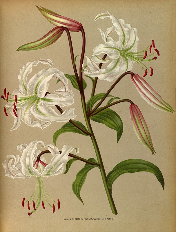 Arentina Hendrica Arendsen - Lilium Speciosum Album ( Lancifolium Album)
