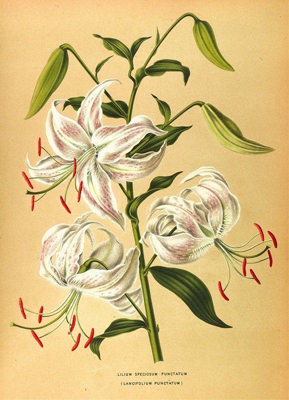 Arentina Hendrica Arendsen - Lilium Speciosum Punctatum