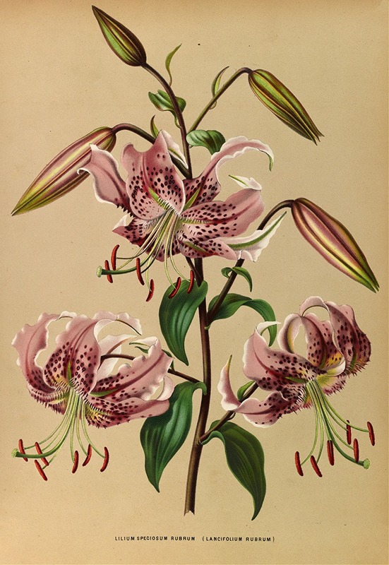 Arentina Hendrica Arendsen - Lilium Speciosum Rubrum