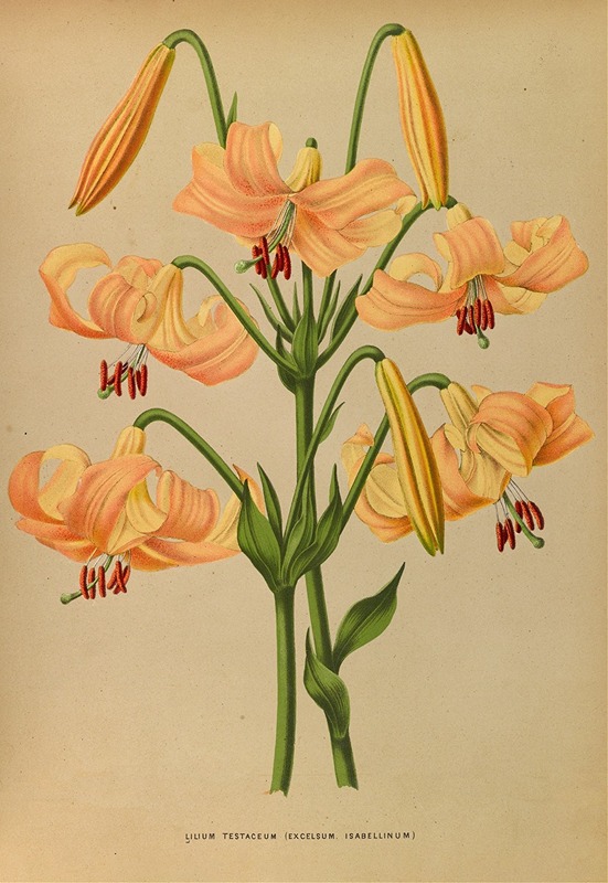 Arentina Hendrica Arendsen - Lilium Testaceum
