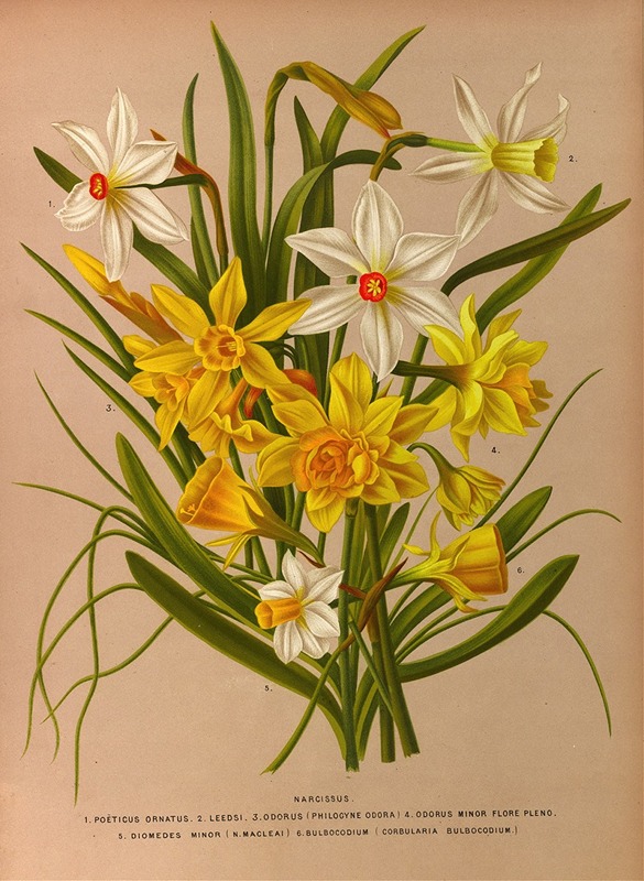 Arentina Hendrica Arendsen - Narcissus 1