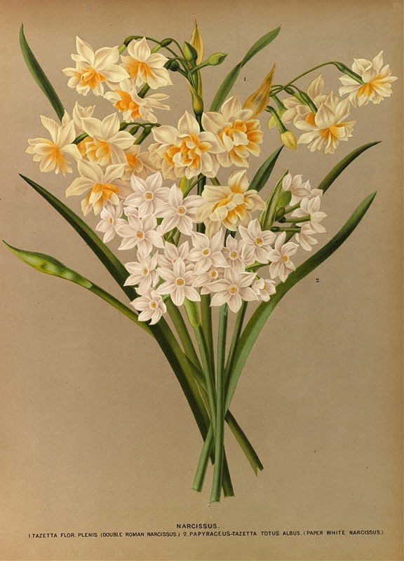 Arentina Hendrica Arendsen - Narcissus 2
