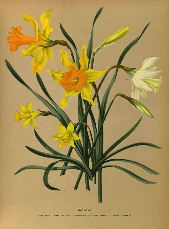 Arentina Hendrica Arendsen - Narcissus 3