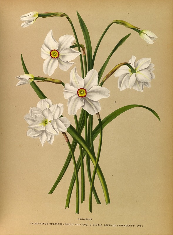 Arentina Hendrica Arendsen - Narcissus 4