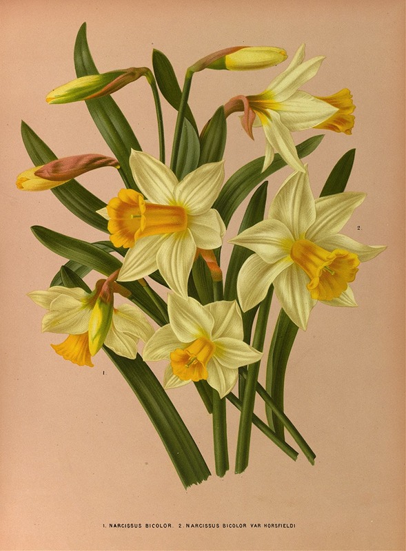 Arentina Hendrica Arendsen - Narcissus Bicolor. 2. Narcissus Bicolor Var Horsfieldi