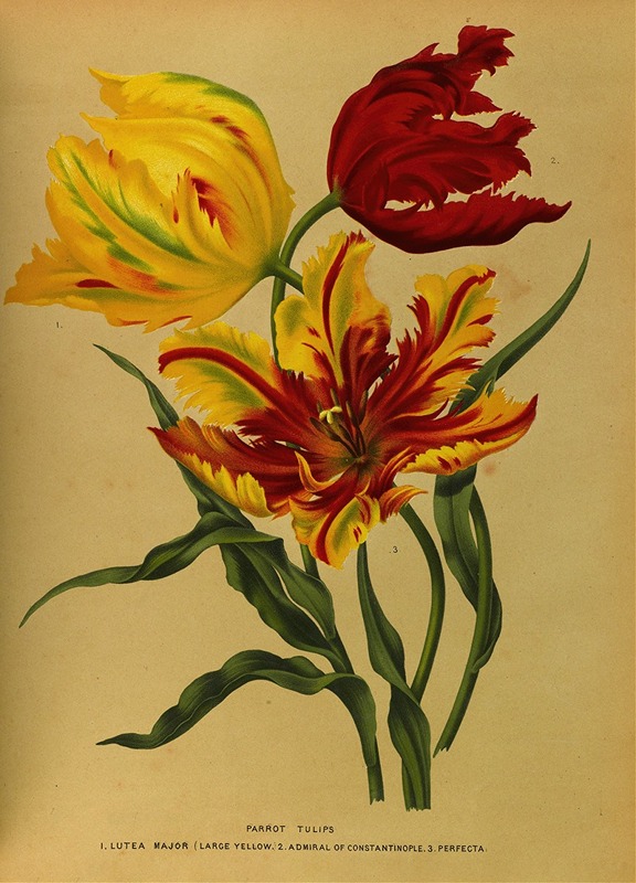 Arentina Hendrica Arendsen - Parrot Tulips