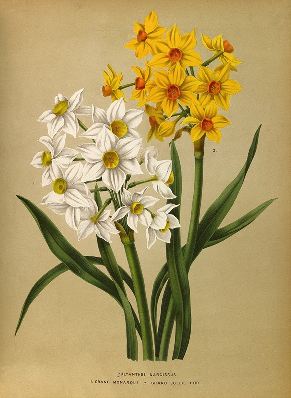 Arentina Hendrica Arendsen - Polyanthus Narcissus  1.Grand Monarque. 2. Grand Soleil Dor