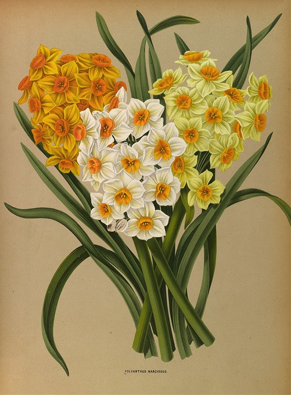 Arentina Hendrica Arendsen - Polyanthus Narcissus