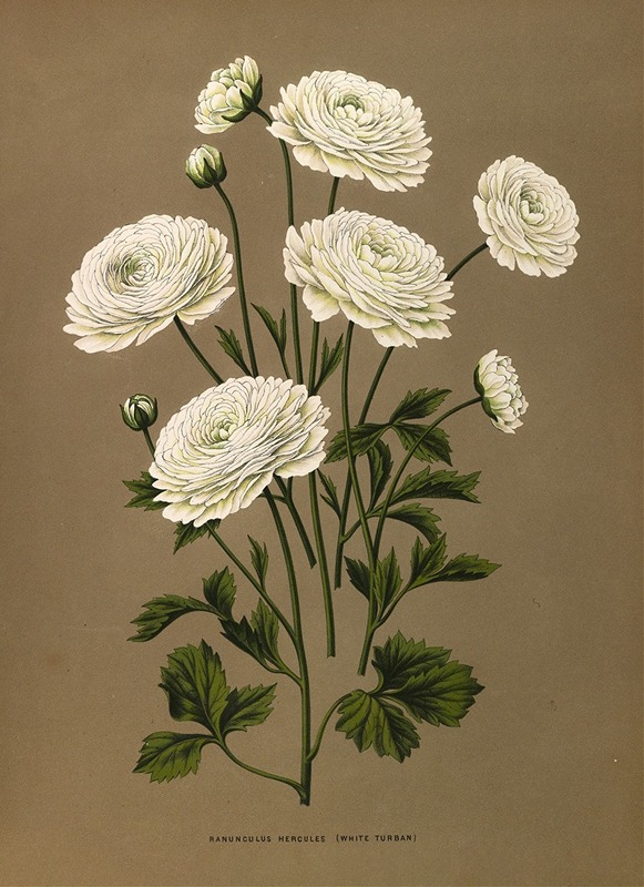 Arentina Hendrica Arendsen - Ranunculus Hercules (White Turban}