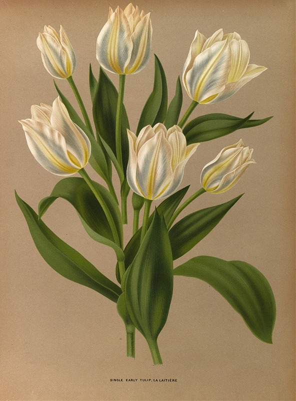 Arentina Hendrica Arendsen - Single Early Tulip, La Laitiere