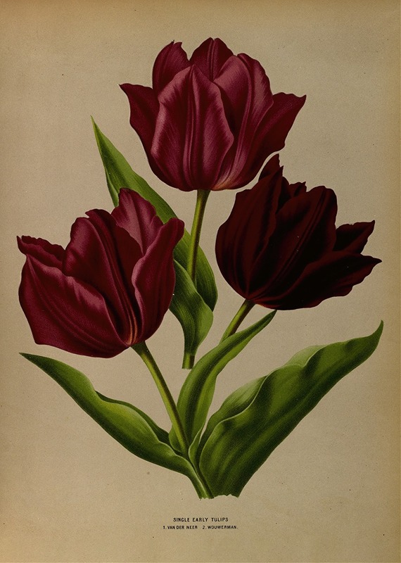 Arentina Hendrica Arendsen - Single Early Tulips 1.Van Der Neer 2.Wouwerman