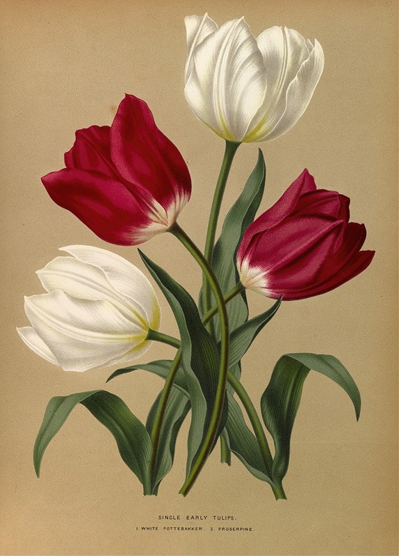 Arentina Hendrica Arendsen - Single Early Tulips 1.White Pottebakker 2.Prosperpine