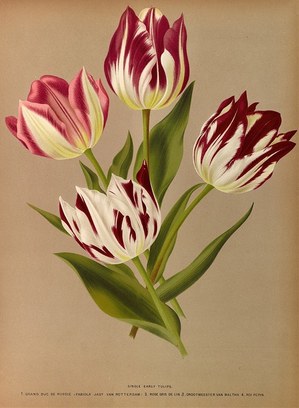 Arentina Hendrica Arendsen - Single Early Tulips 2