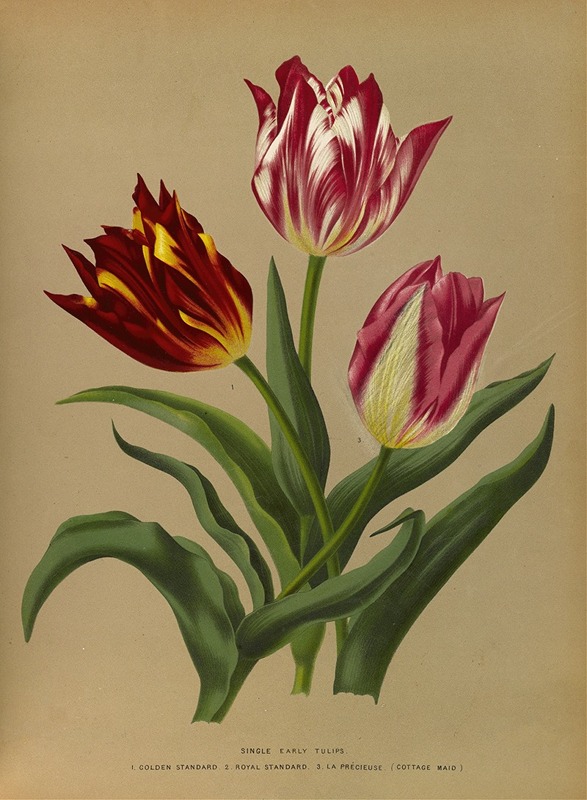 Arentina Hendrica Arendsen - Single Early Tulips 3