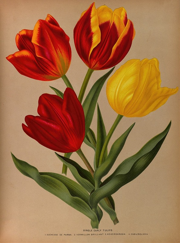 Arentina Hendrica Arendsen - Single Early Tulips 4