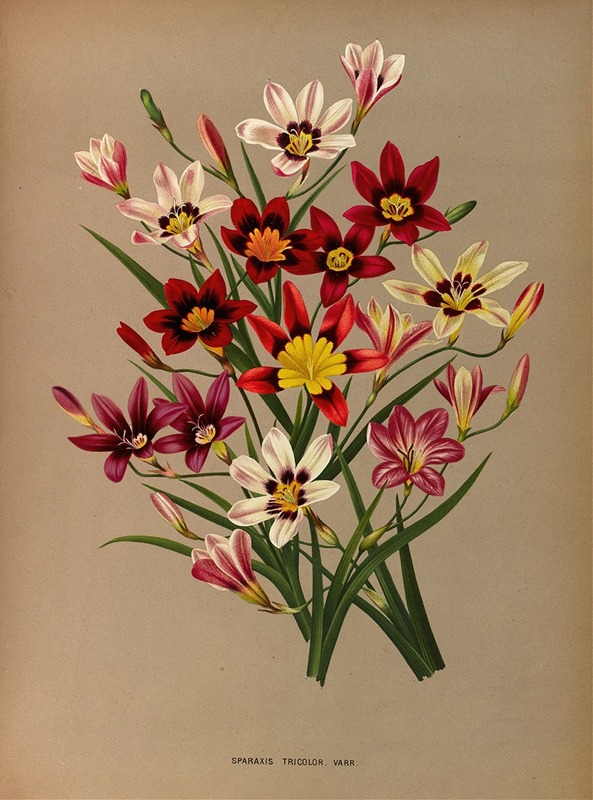 Arentina Hendrica Arendsen - Sparaxis Tricolor. Varr.