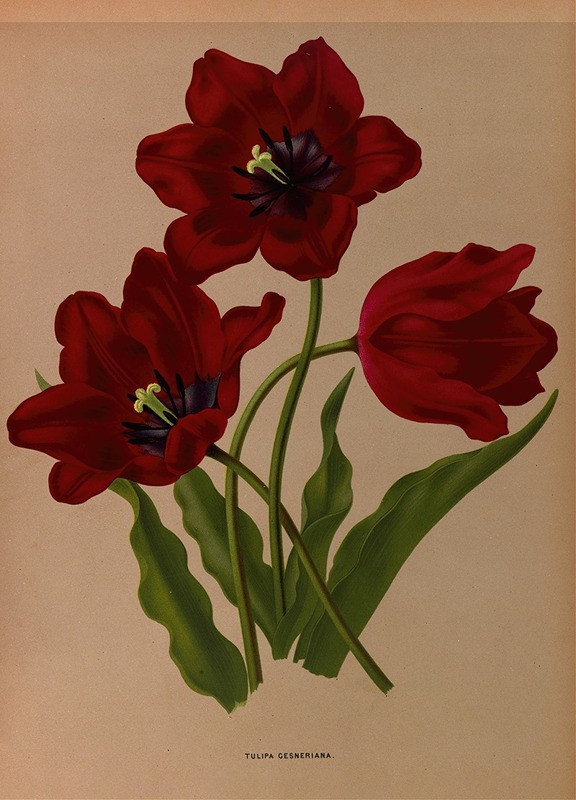 Arentina Hendrica Arendsen - Tulipa Gesneriana