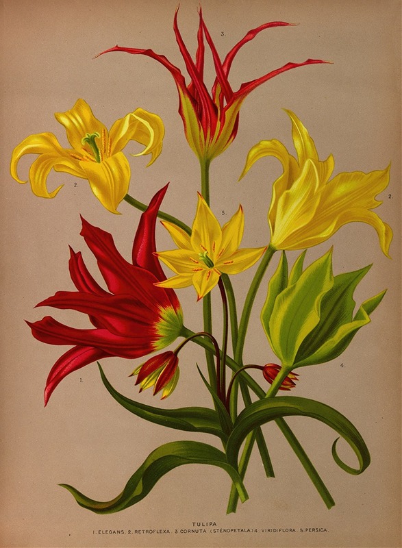 Arentina Hendrica Arendsen - Tulipa