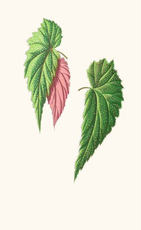 Edward Joseph Lowe - Begonia Falcifolia